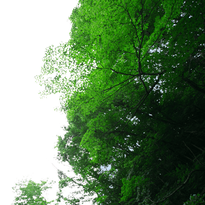 森